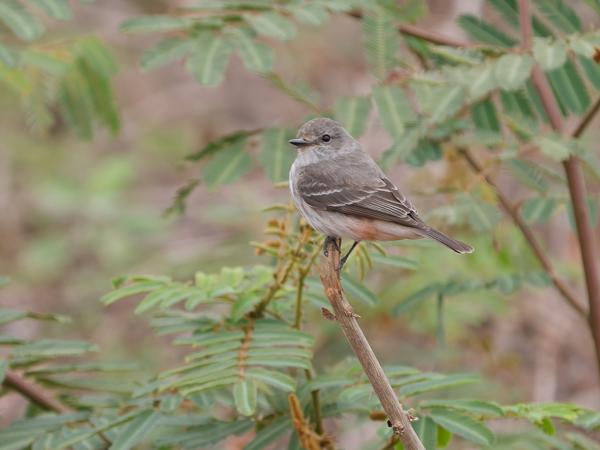 Scharlaken tiran (Pyrocephalus rubinus)